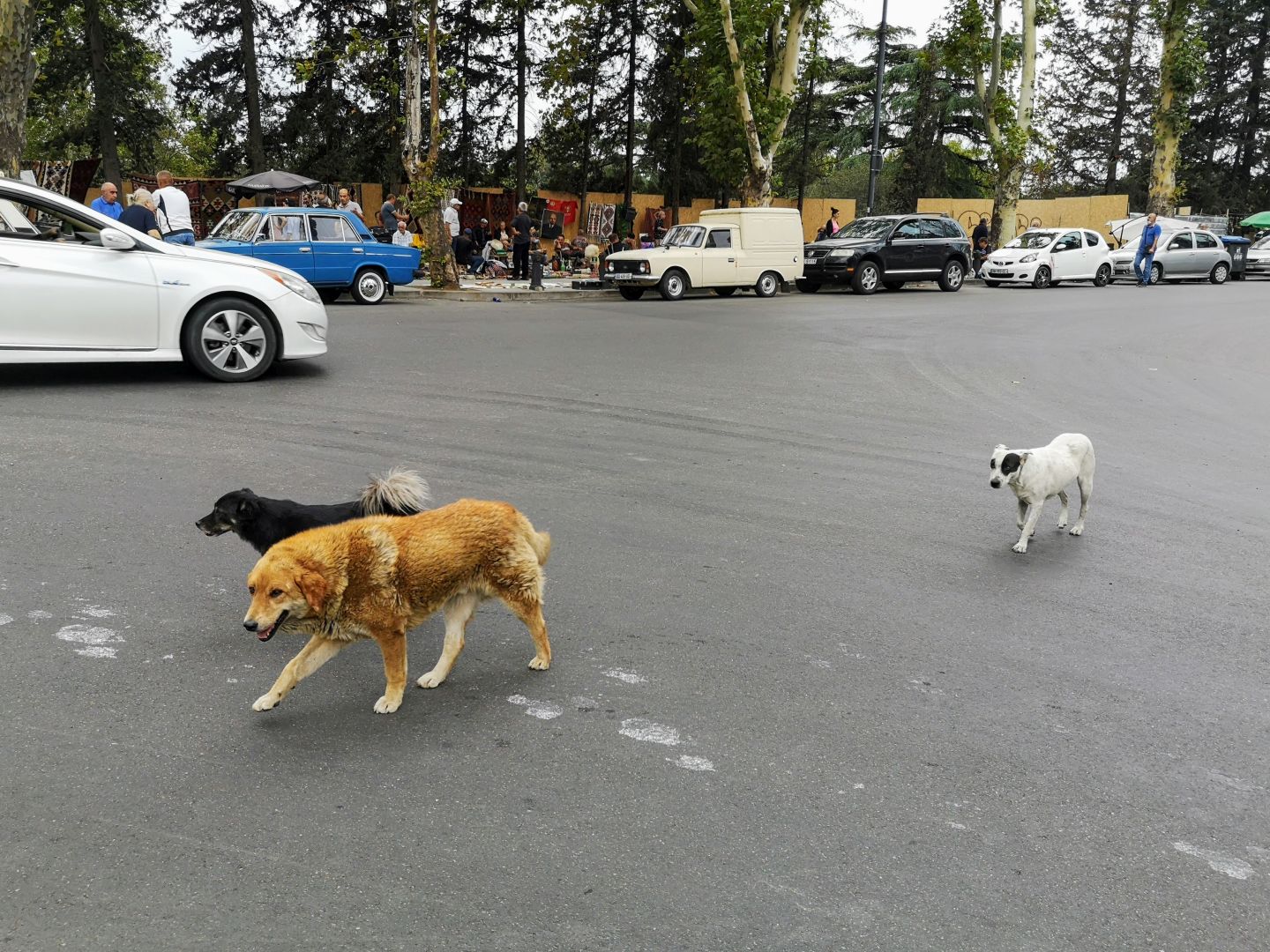 street dogs in georgia country